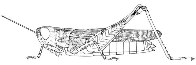 Aulacobothrus obscurus