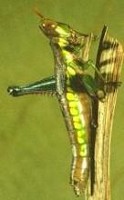 Femelle E. congana