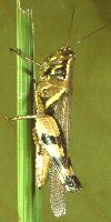 Femelle E. mellita