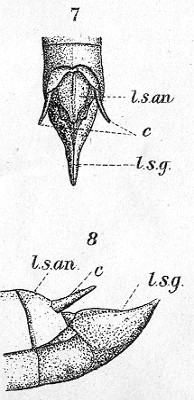 Tristria pallida