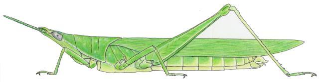 Atractomorpha acutipennis gerstaeckeri
