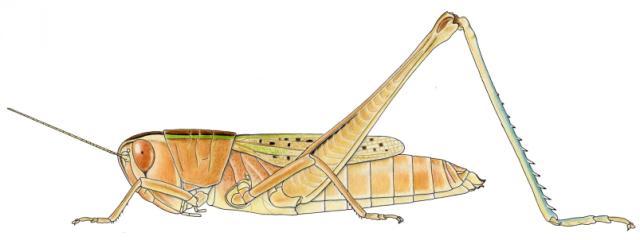 Amphiprosopia adjuncta