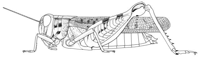 Acorypha clara clara