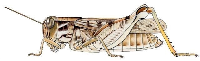 Acorypha glaucopsis femelle