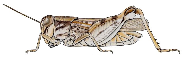 Acorypha glaucopsis mle