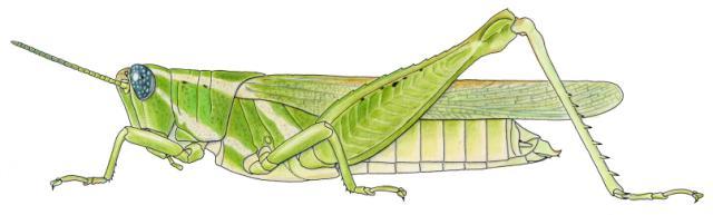 Anthermus granosus
