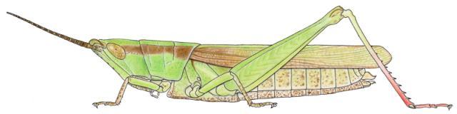 Anablepia granulata