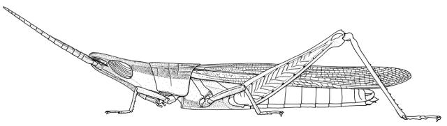 Azarea lloydi