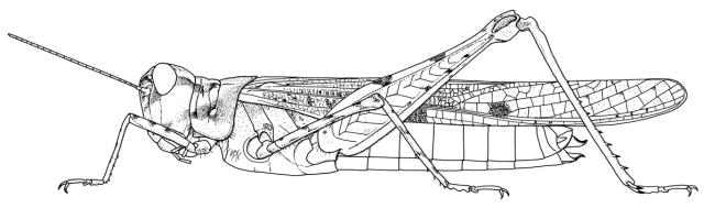 Acrotylus longipes