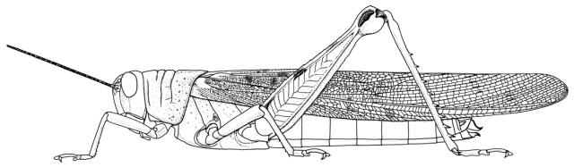 Anacridium melanorhodon melanorhodon