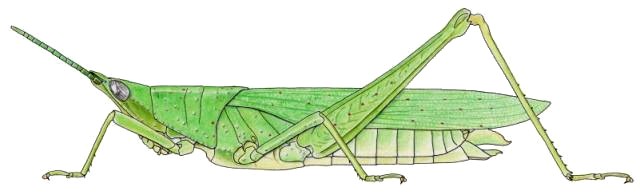 Atractomorpha occidentalis