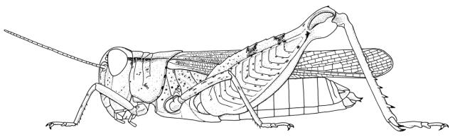 Acorypha picta