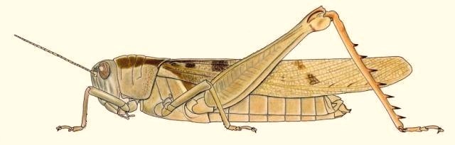 Acanthacris ruficornis citrina