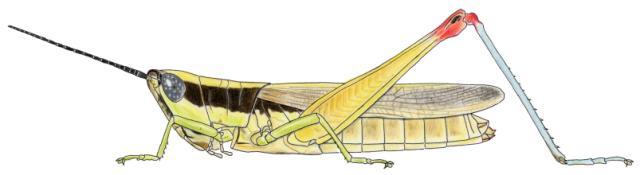Amesotropis valga