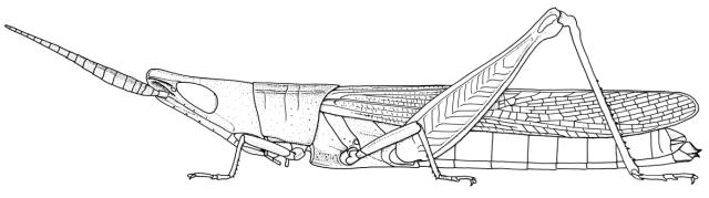Azarea verticula