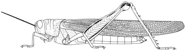 Anacridium wernerellum