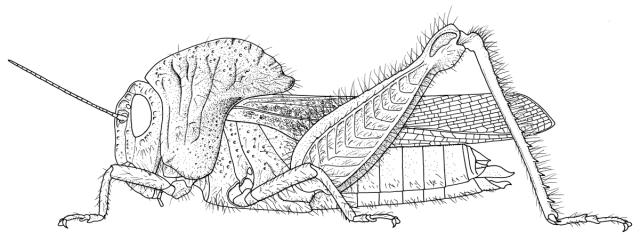 Bocagella acutipennis