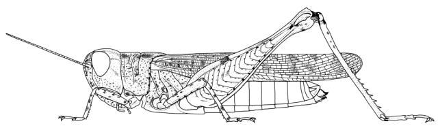 Berengueria bifoveolata