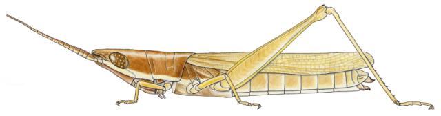 Brachycrotaphus buettneri