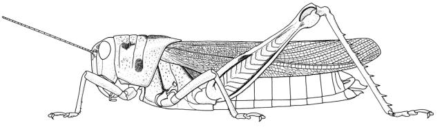 Bryophyma decipiens