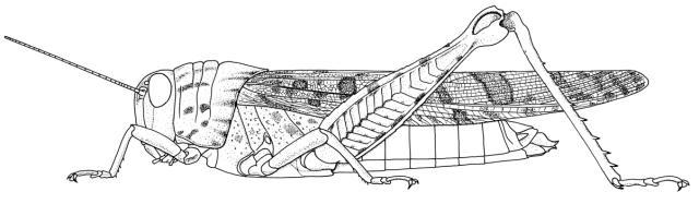 Bryophyma tectifera