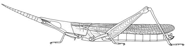 Baidoceracris zolotarewskyi