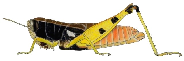 Carydana agomena