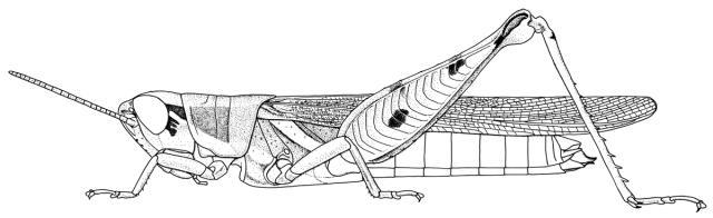 Catantopsis asthmaticus