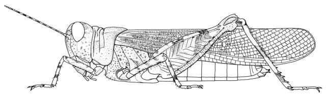 Cophotylus aurora