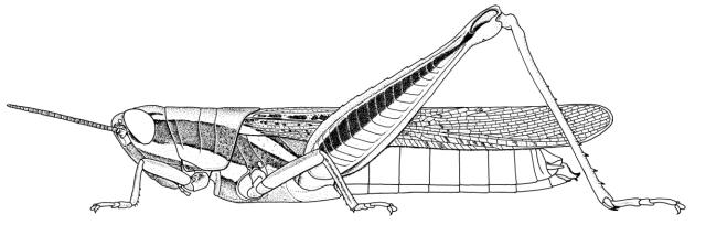Catantopsis basalis, femelle