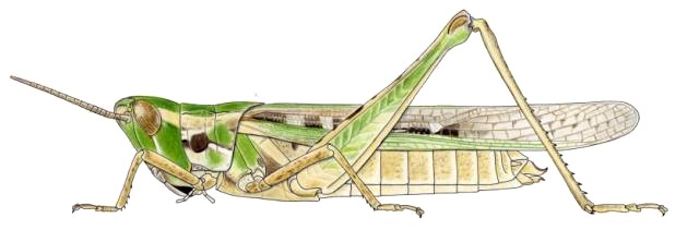 Calephorus compressicornis
