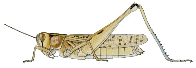 Cataloipus cymbiferus