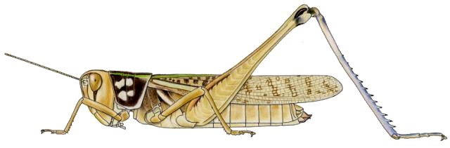 Cataloipus fuscocoeruleipes