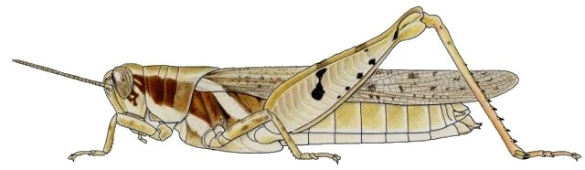 Cryptocatantops haemorrhoidalis