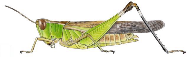 Chirista compta femelle
