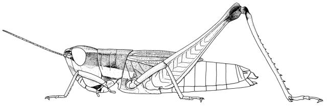 Coryphosima maliensis