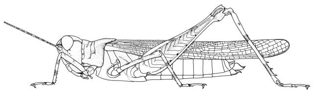 Conipoda pallida