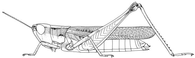 Coryphosima stenoptera femelle