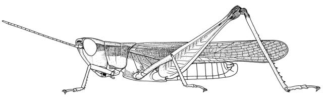 Coryphosima stenoptera mle