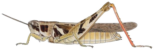 Catantops stramineus