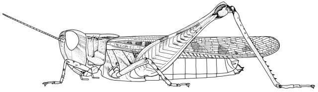 Crucinotacris werneriana