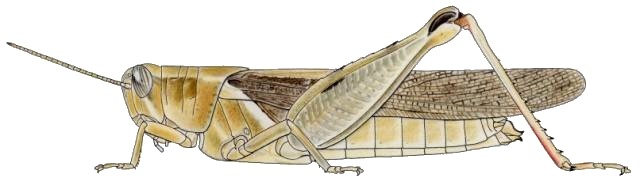 Diabolocatantops axillaris axillaris