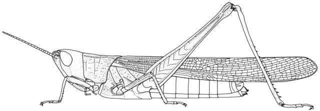 Duronia chloronota