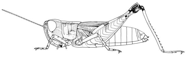 Dnopherula descampsi