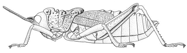 Dictyophorus griseus oberthueri