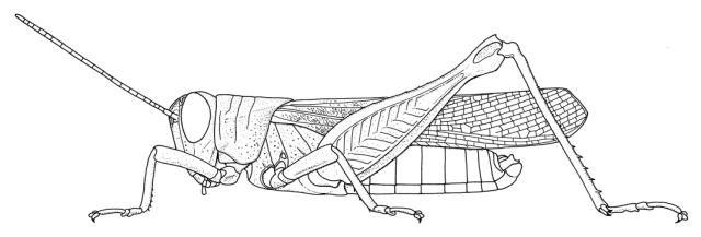 Eucoptacra anguliflava mle