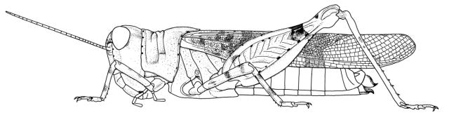 Eurysternacris brevipes