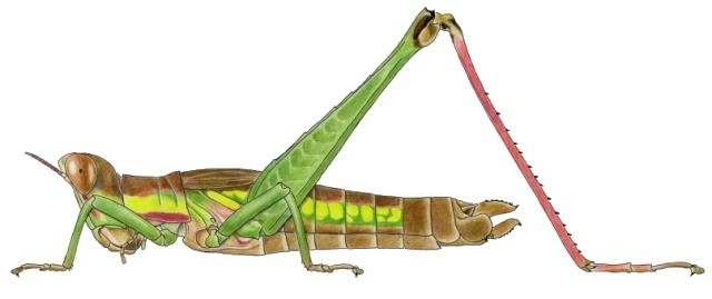 Euschmidtia congana