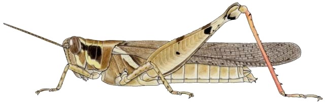 Exopropacris modica