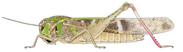 Gastrimargus africanus africanus